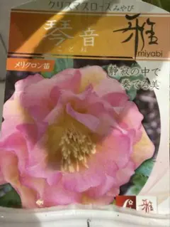 2026年最新】クリスマスローズ 雅の人気アイテム - メルカリ