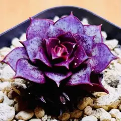 2026年最新】ロンギシマ 多肉の人気アイテム - メルカリ