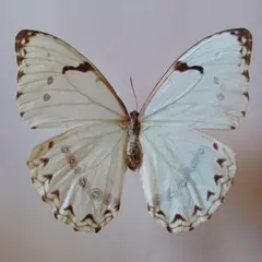 2026年最新】蝶 標本 ブラジルの人気アイテム - メルカリ