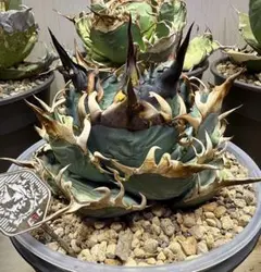 2026年最新】アガベ子株の人気アイテム - メルカリ