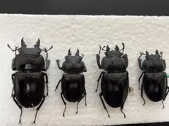 2026年最新】ヤエヤママルバネクワガタ標本の人気アイテム - メルカリ