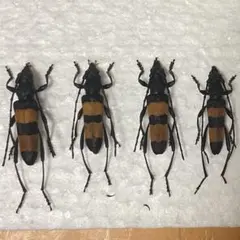 2026年最新】カミキリ 昆虫標本の人気アイテム - メルカリ