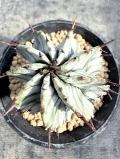 2026年最新】宇田ゼブラホリダの人気アイテム - メルカリ