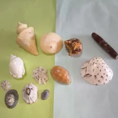 2026年最新】チマキボラの人気アイテム - メルカリ