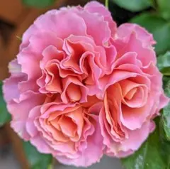 2026年最新】廃盤 バラ苗の人気アイテム - メルカリ