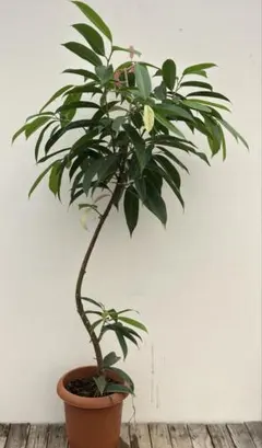 2026年最新】アムステルダムキングの人気アイテム - メルカリ