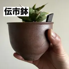 2026年最新】伝市鉢の人気アイテム - メルカリ