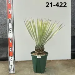 2026年最新】ロストラータ ブルーの人気アイテム - メルカリ