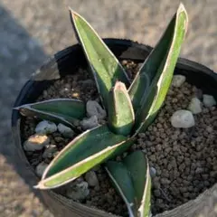 2026年最新】ニッケルシー 笹吹雪の人気アイテム - メルカリ