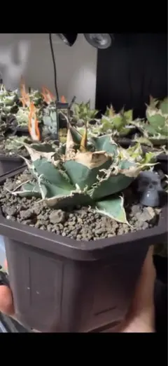 2026年最新】オアハカ 実生の人気アイテム - メルカリ