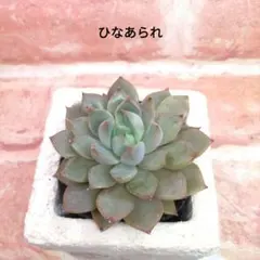 2026年最新】ロウルサンコの人気アイテム - メルカリ