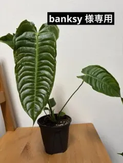 2026年最新】アンスリウム種の人気アイテム - メルカリ