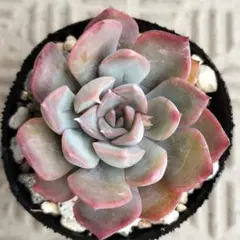 2026年最新】ロウルサンコ 多肉の人気アイテム - メルカリ