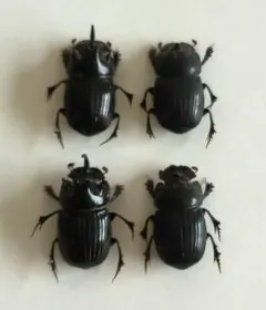 2026年最新】ダイコクコガネ 標本の人気アイテム - メルカリ