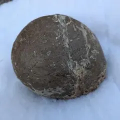 2026年最新】ハドロサウルス 化石の人気アイテム - メルカリ