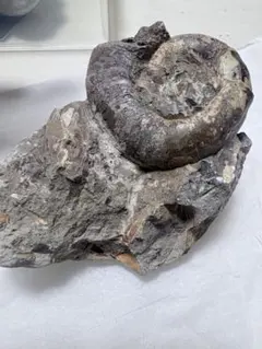 2026年最新】アンモナイト 化石 北海道の人気アイテム - メルカリ