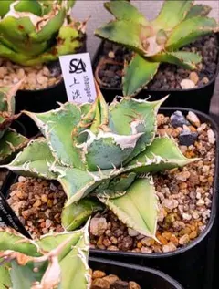 2026年最新】白豪刺の人気アイテム - メルカリ