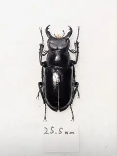 2026年最新】ミクラ 標本の人気アイテム - メルカリ