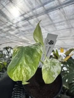 2026年最新】モンステラ ホワイト 天津蘭の人気アイテム - メルカリ