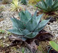 2026年最新】アガベモンタナの人気アイテム - メルカリ