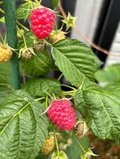 2026年最新】ラズベリー 苗 トゥラミーンの人気アイテム - メルカリ