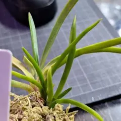 2026年最新】羆 富貴蘭の人気アイテム - メルカリ