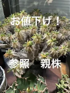 2026年最新】ギラウミニアナ 種子の人気アイテム - メルカリ