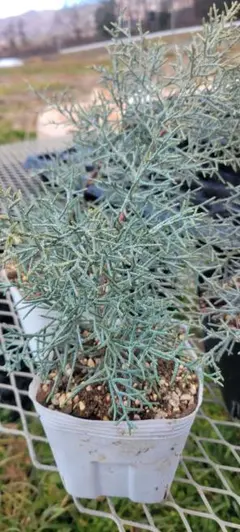 2026年最新】ブルーアイス苗の人気アイテム - メルカリ