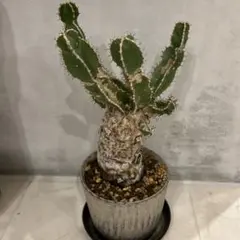 2026年最新】ユーフォルビアムランジーナの人気アイテム - メルカリ