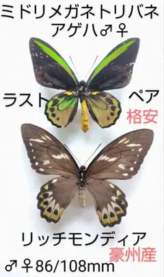 2026年最新】ミドリメガネトリバネアゲハの人気アイテム - メルカリ