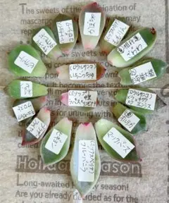 2026年最新】ロウルサンコの人気アイテム - メルカリ