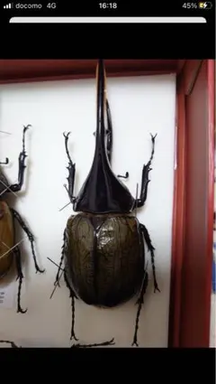 2026年最新】ヘラクレスブルー 標本の人気アイテム - メルカリ