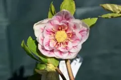 2026年最新】プリマベーラ クリスマスローズの人気アイテム - メルカリ