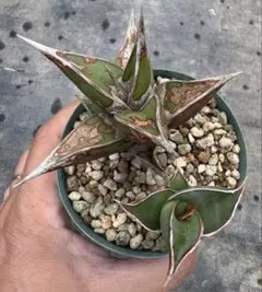 2026年最新】サンセベリア ピングイキュラの人気アイテム - メルカリ