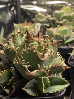 2026年最新】皇冠 子株の人気アイテム - メルカリ