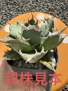 2026年最新】姫厳竜 子株の人気アイテム - メルカリ