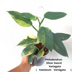 2026年最新】フィロデンドロンシルバーソードの人気アイテム - メルカリ