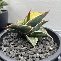 2026年最新】サンセベリア ロリダ 斑入りの人気アイテム - メルカリ