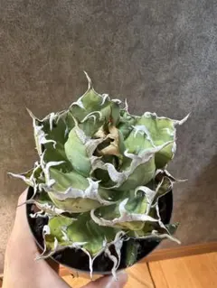 2026年最新】オアハカ 現地球の人気アイテム - メルカリ