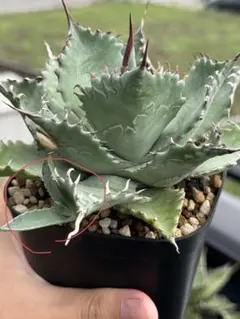 2026年最新】エボリスピナ ハイブリッドの人気アイテム - メルカリ