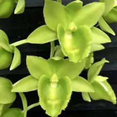 2026年最新】カタセタムの人気アイテム - メルカリ