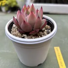 2026年最新】リンゼアナの人気アイテム - メルカリ