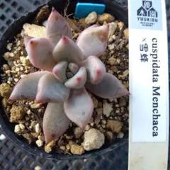 2026年最新】優木園の人気アイテム - メルカリ