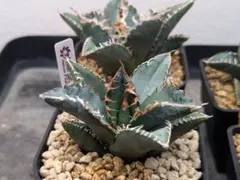 2026年最新】チタノタ悪魔くんの人気アイテム - メルカリ