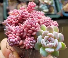 2026年最新】ぼのぼのさん苗 リンダリンダの人気アイテム - メルカリ