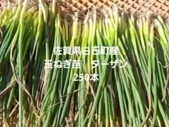 2026年最新】ターザン 苗の人気アイテム - メルカリ