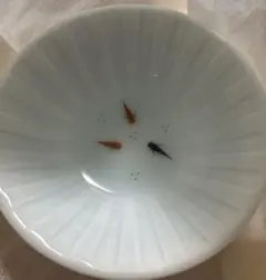 2026年最新】鍋島青磁の人気アイテム - メルカリ