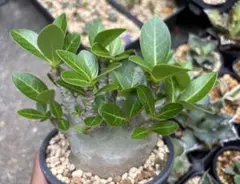 2026年最新】アデニウム ドワーフの人気アイテム - メルカリ