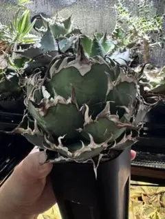 2026年最新】アガベ シーザー 親株の人気アイテム - メルカリ