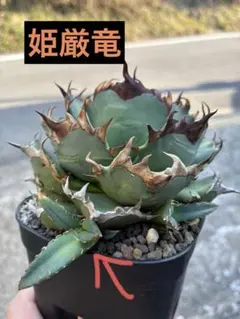 2026年最新】姫厳竜 子株の人気アイテム - メルカリ